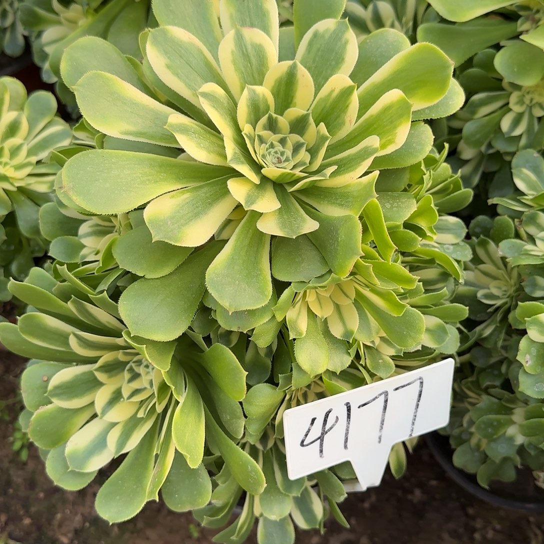 4177新尼亚多肉法师多肉