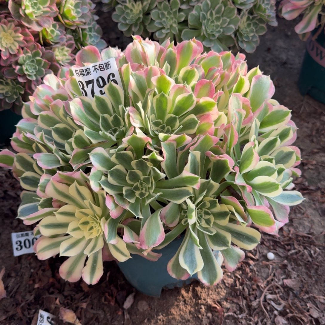 法师白凤3796 18-10