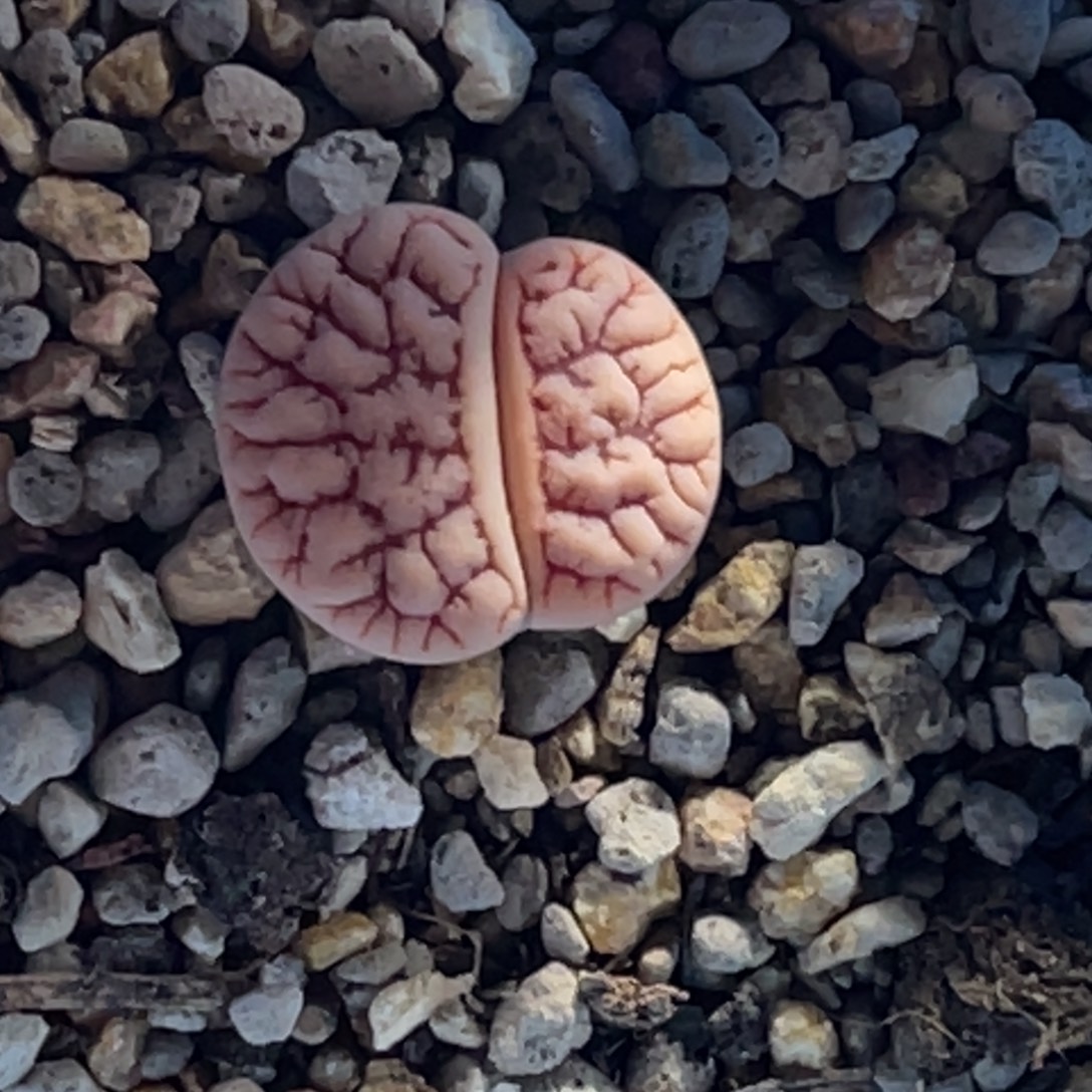 禹***2717荒玉1专拍一个