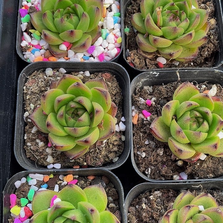 月亮石1.8带盆土发