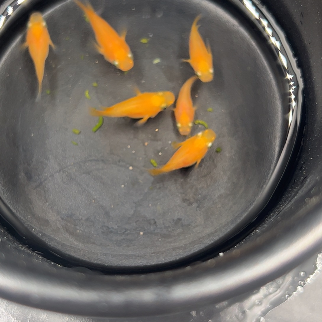 青鳉观背青鳉球体红球