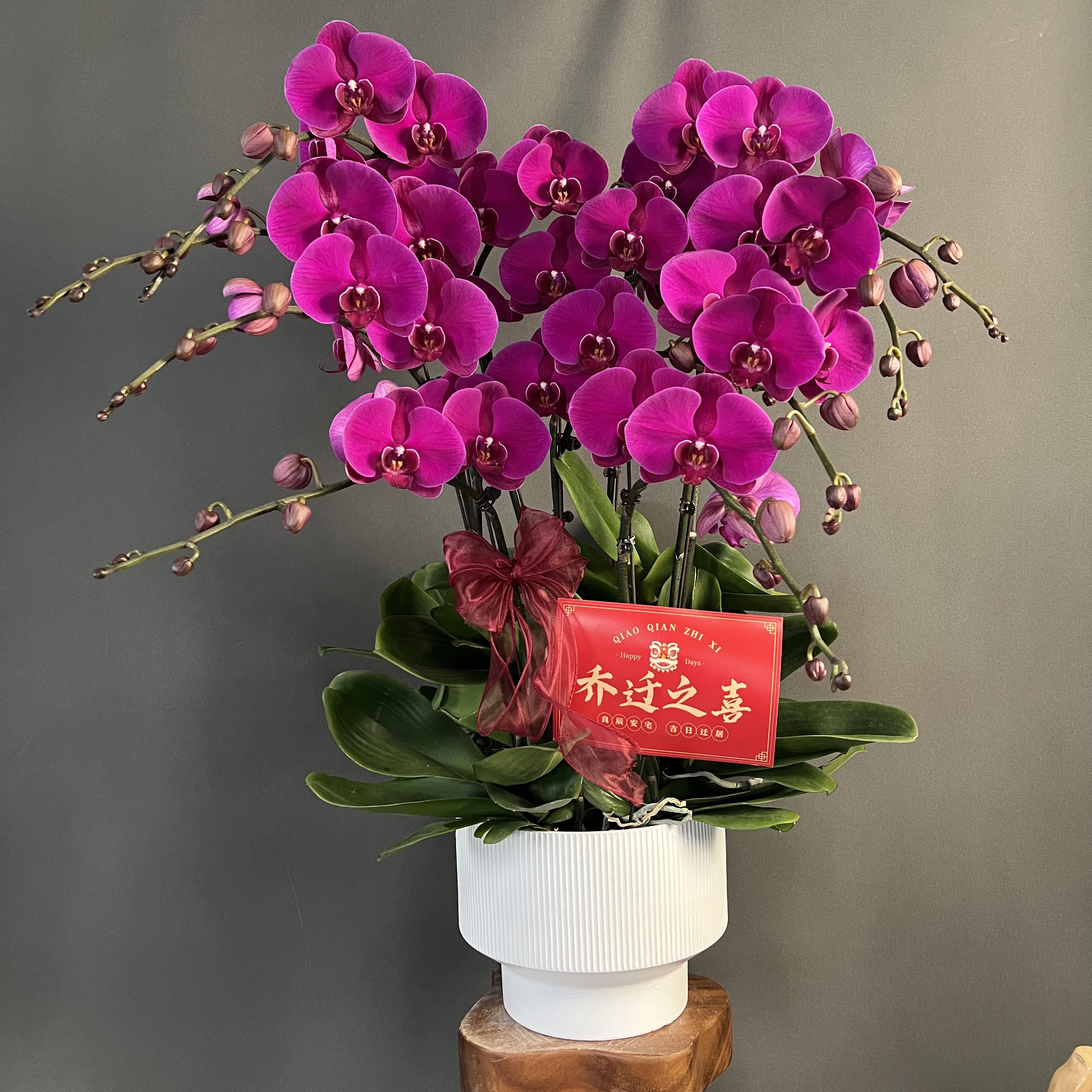 【大辣椒】蝴蝶兰源头基地紫色大花高颜值耐开 大气上档次 