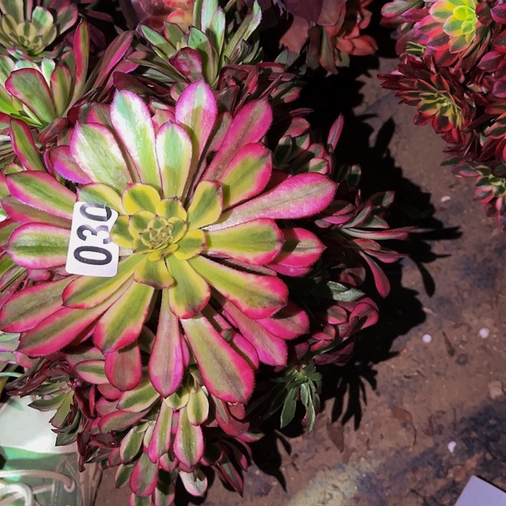 030月婵多肉植物