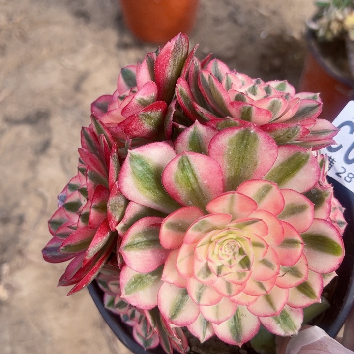 6186多肉植物法师法师