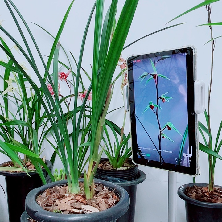 寒兰雪中红3个头