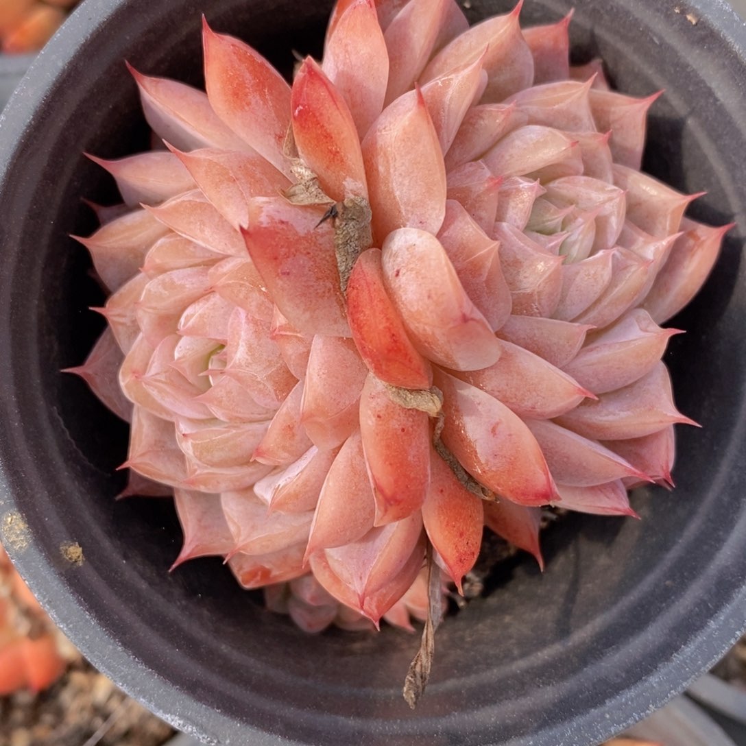 可问主播品种，下滑链接更多品种多肉选择