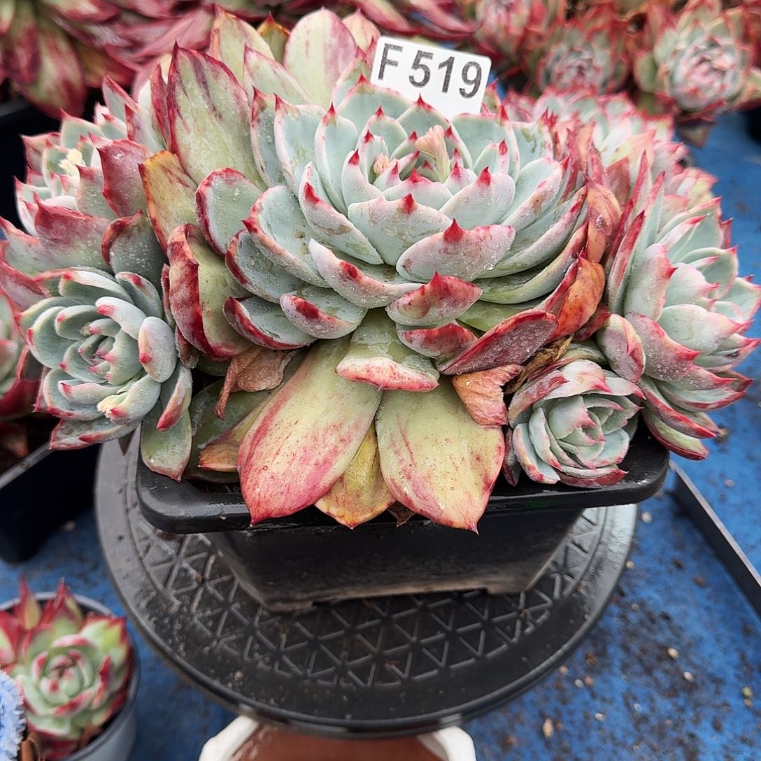 惊鸿惊鸿惊鸿 519...........