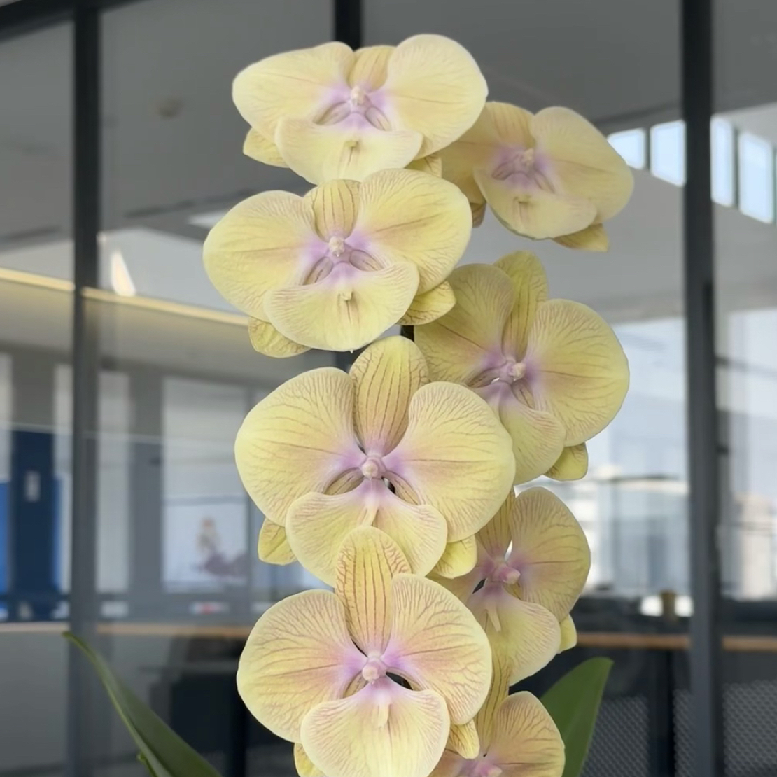 植趣花卉【金玉满堂】大树杈奶黄蝴蝶兰3.0加高出剑