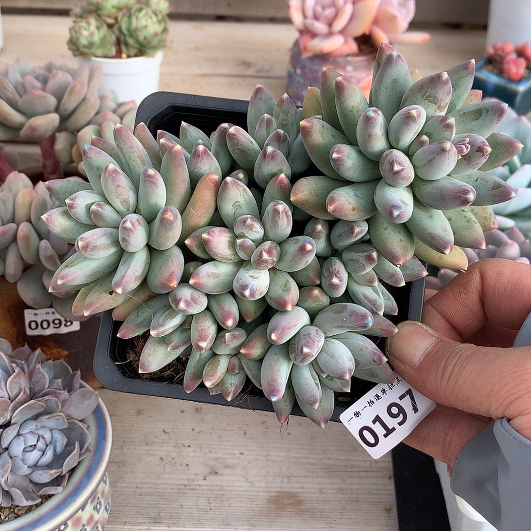 197星空美人多肉一颗16厘米