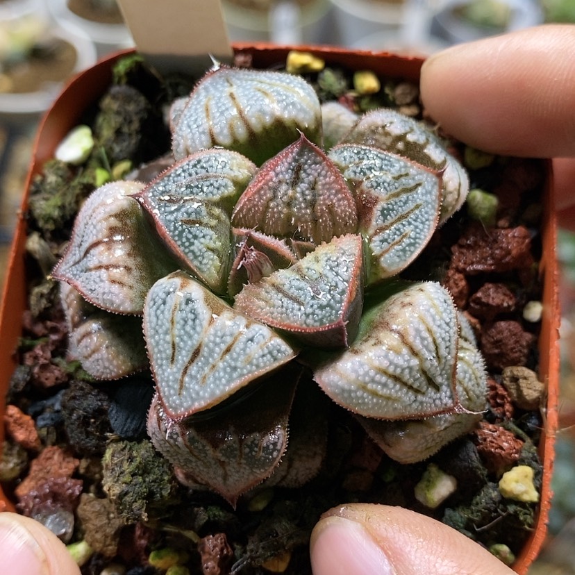 【闪购商品】107白羊