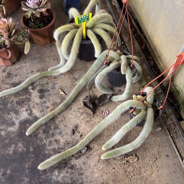 肖***丽九尾狐多肉植物形态019