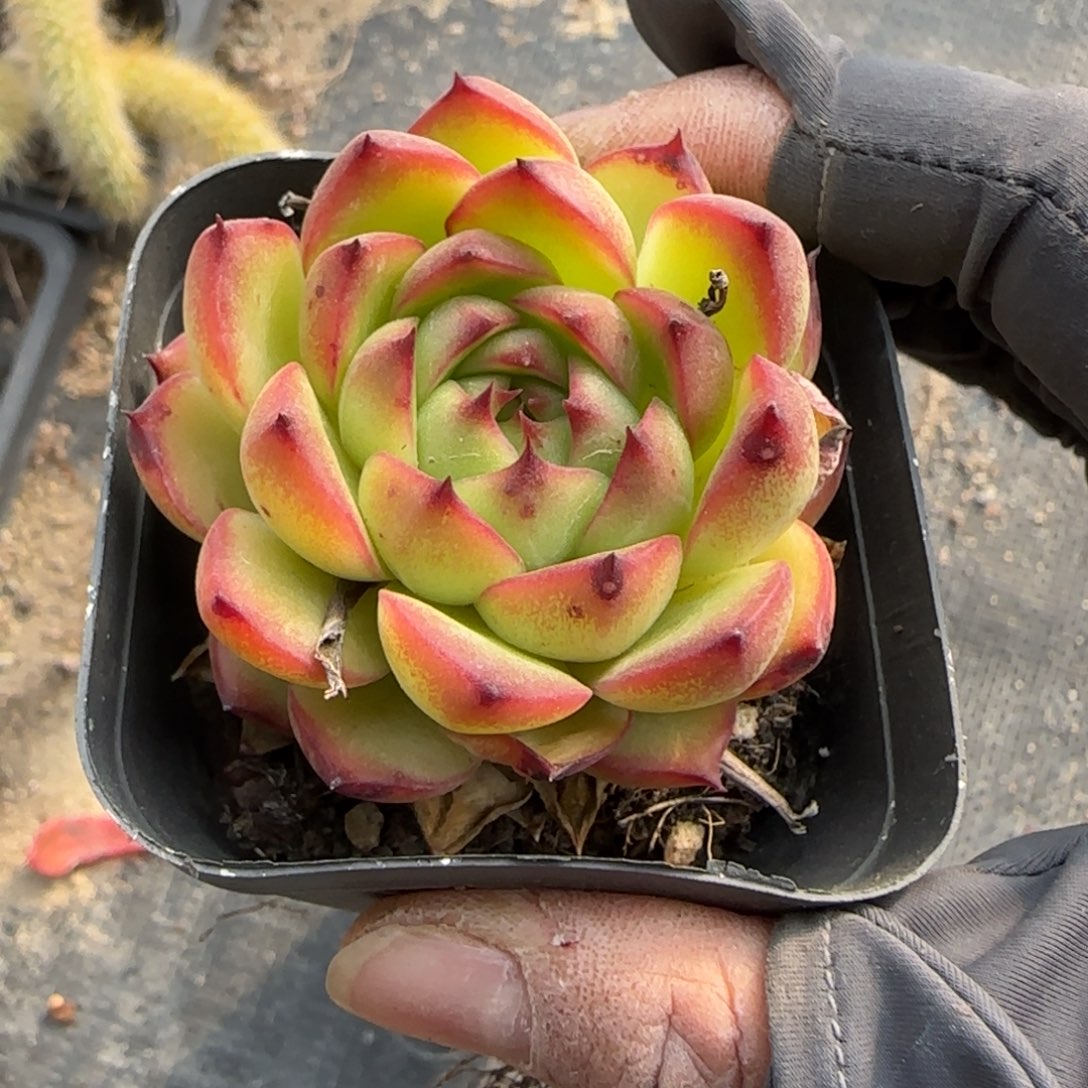 无花朵一块钱小方月亮石福袋