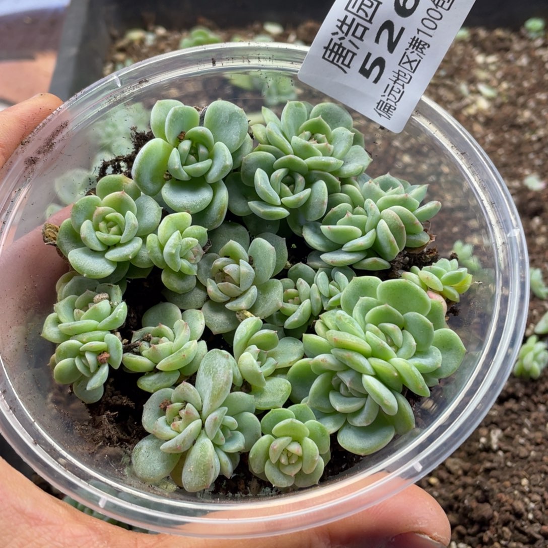 甜心混一物一拍526….