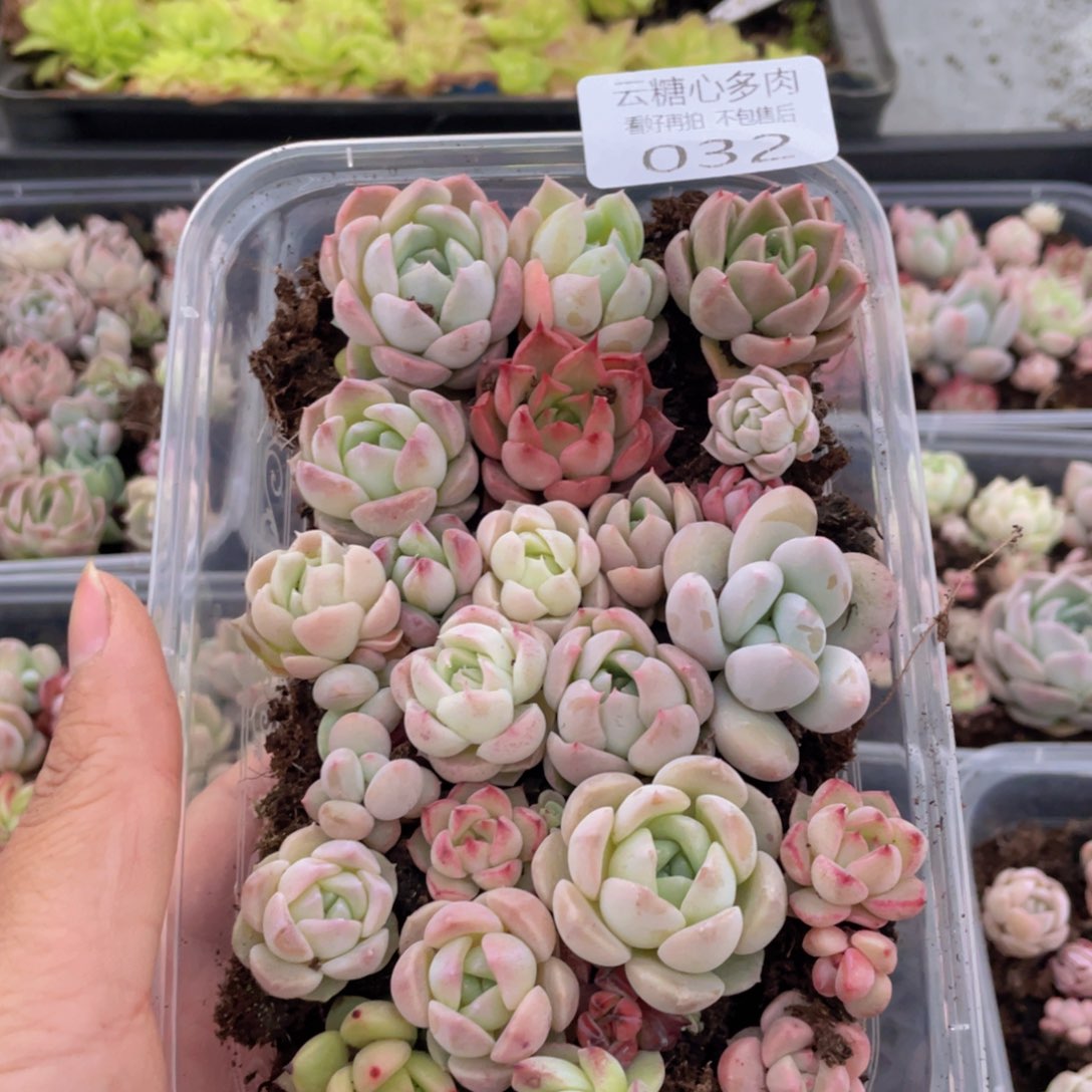 云糖心多肉植物32