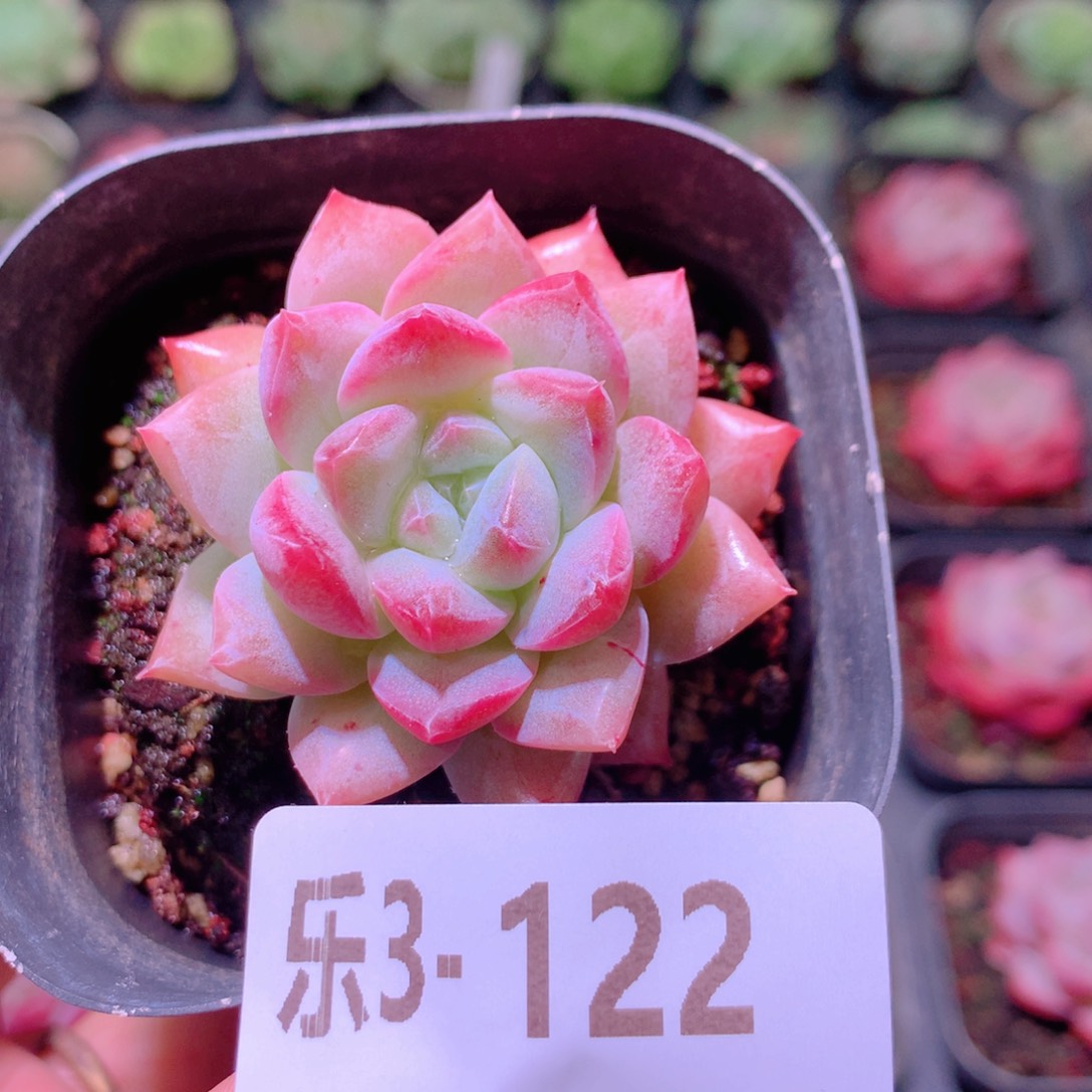 乐然3-122 粉钻单头 