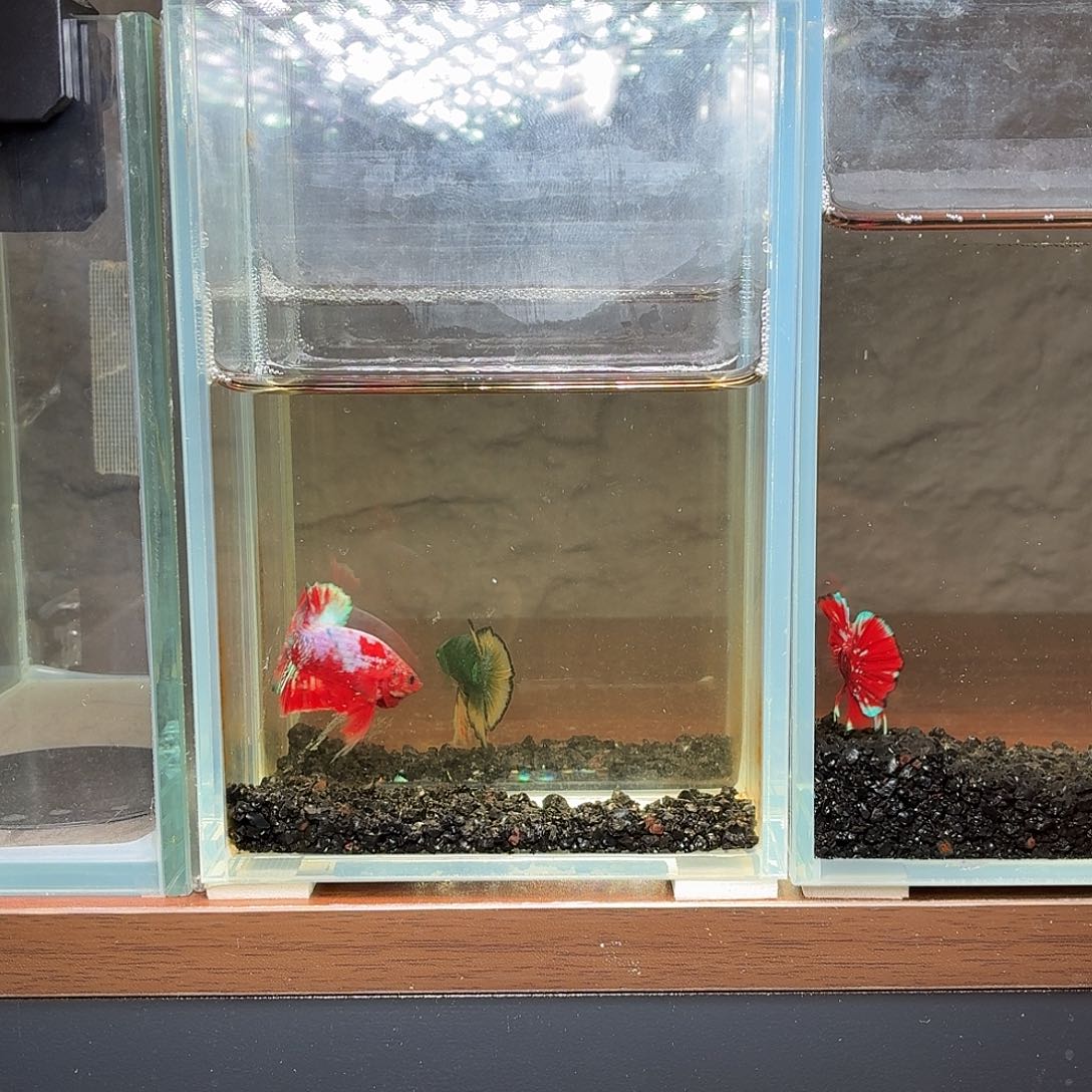 斗鱼彩金将军公鱼