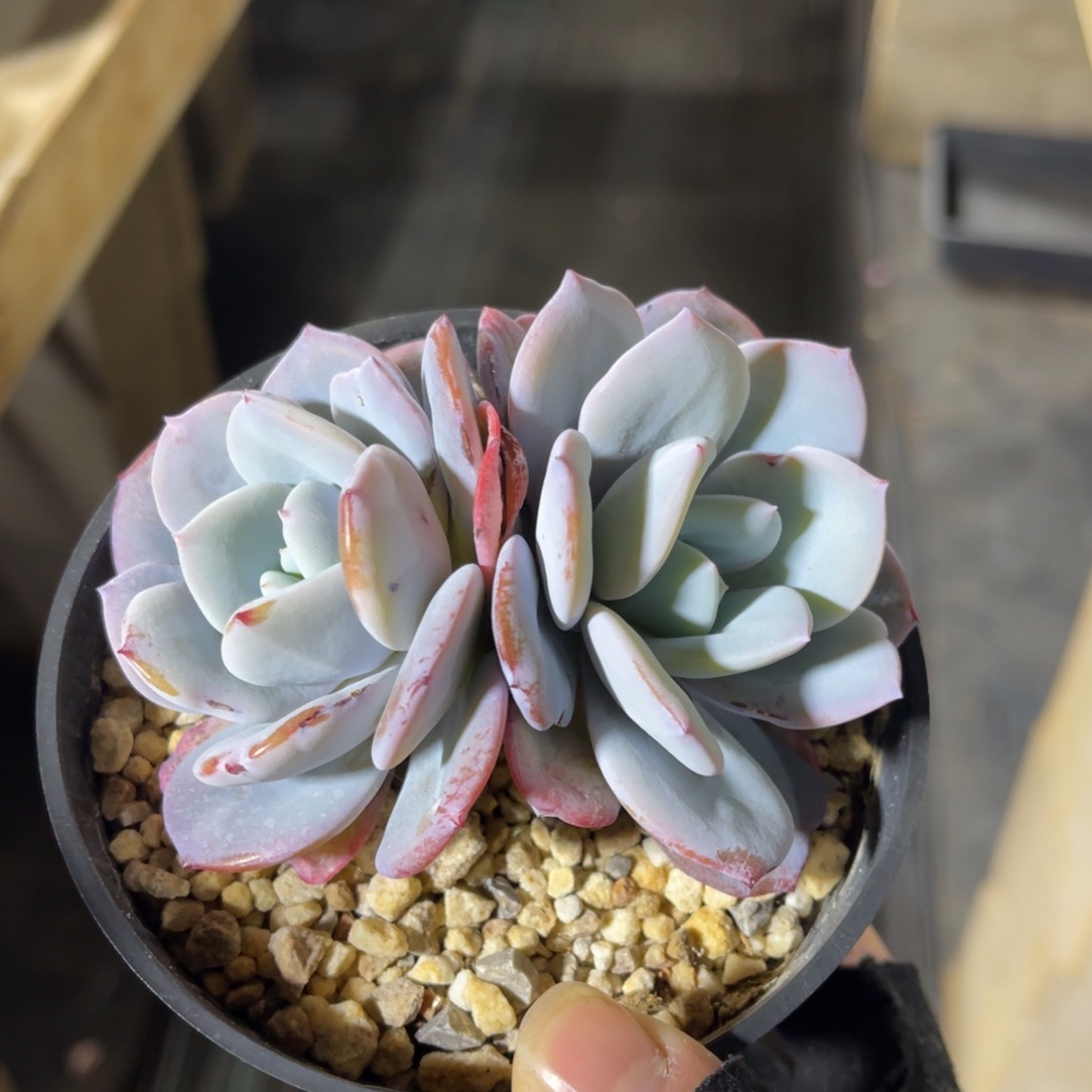 奶茶 一物一拍不支持退换