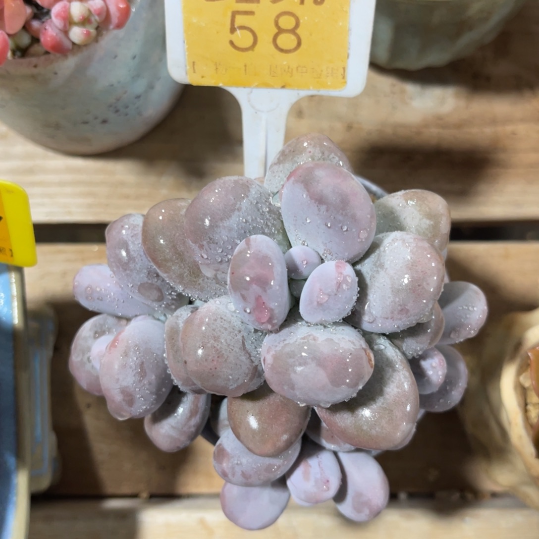云尘多肉一物一拍58不含盆，