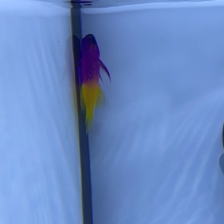 海水鱼美国鬼王4.5