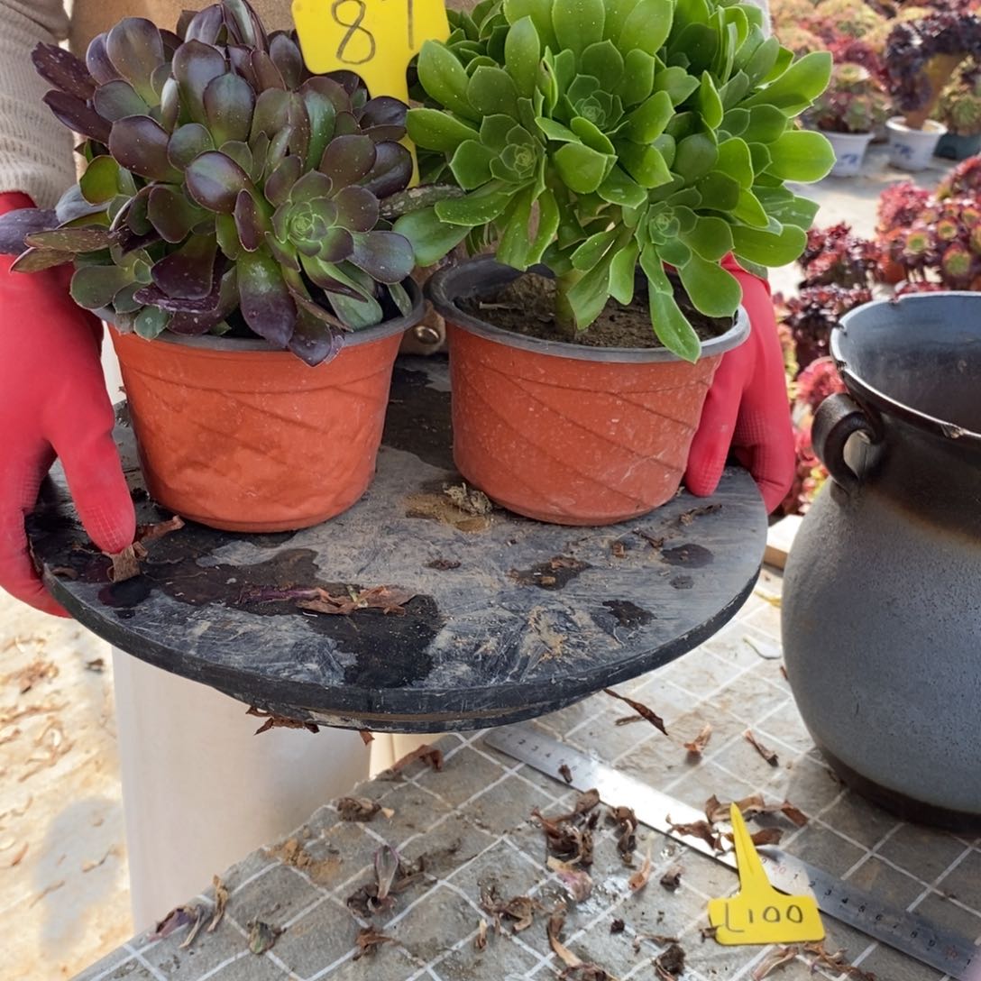 红陶87绿玫瑰和荷兰圆叶