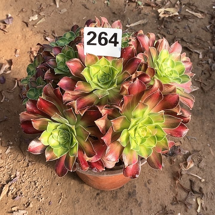 法师植物一物一拍