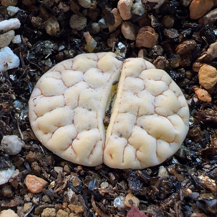 852多肉植物种类多样