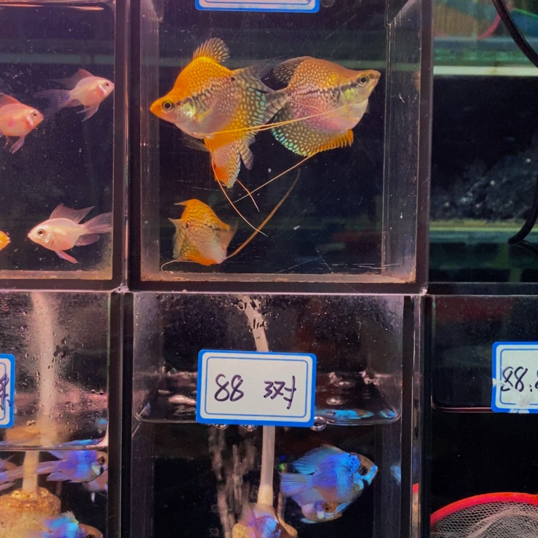 秀***丽短鲷鱼马甲球两对