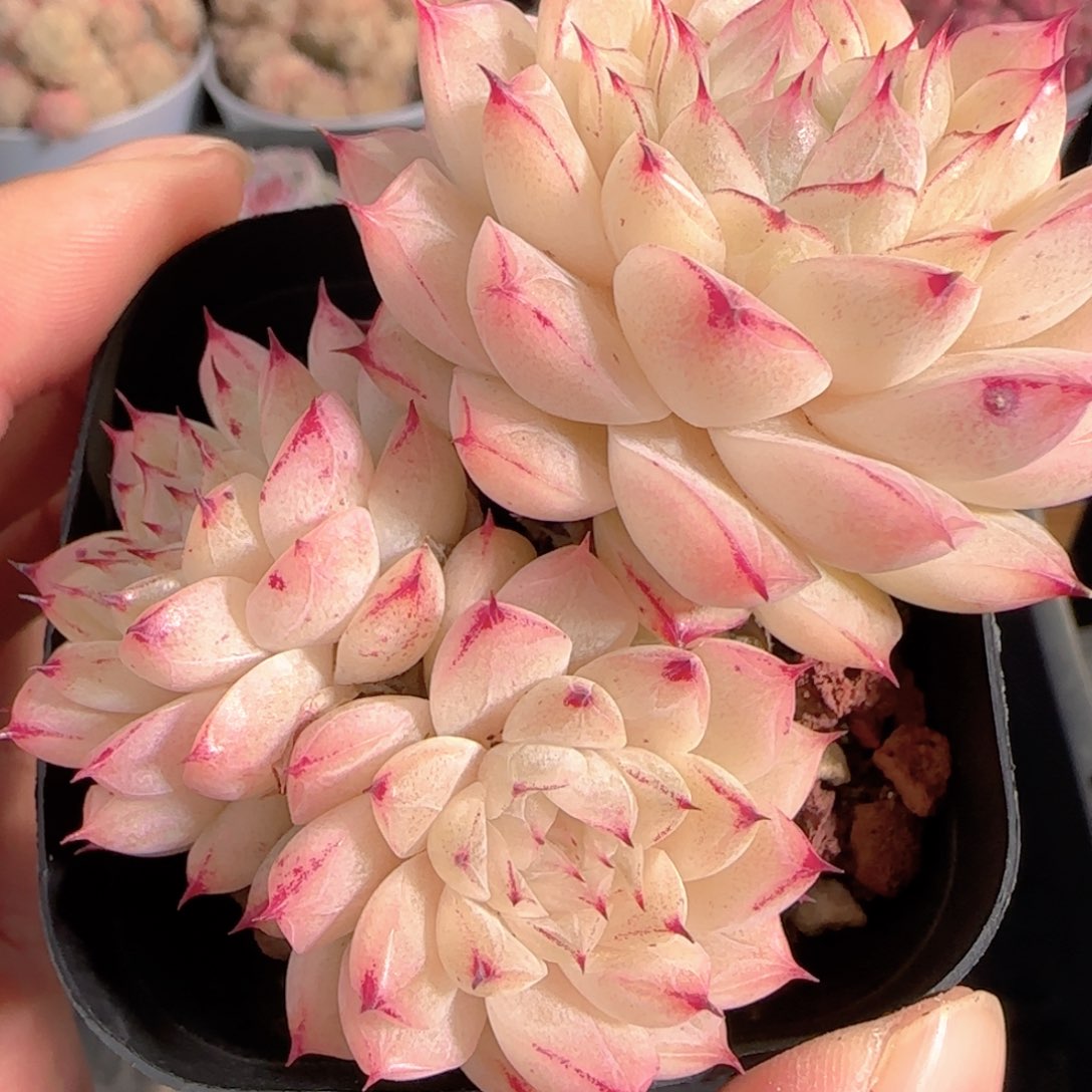 多肉1230-161小魔仙