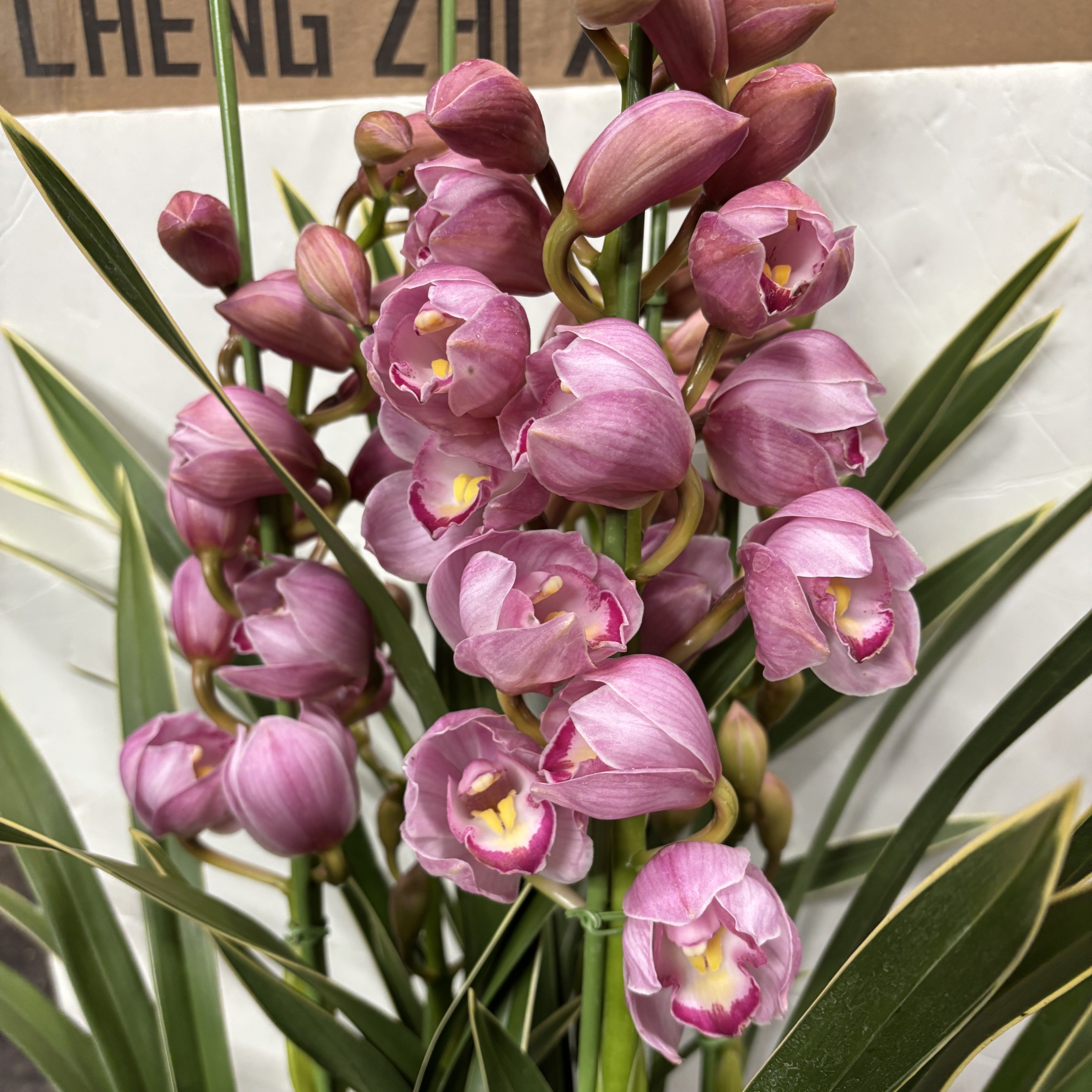 金边福娘 4支 粉色大花蕙兰 年宵花 室内花卉 花期长好养盆栽兰花