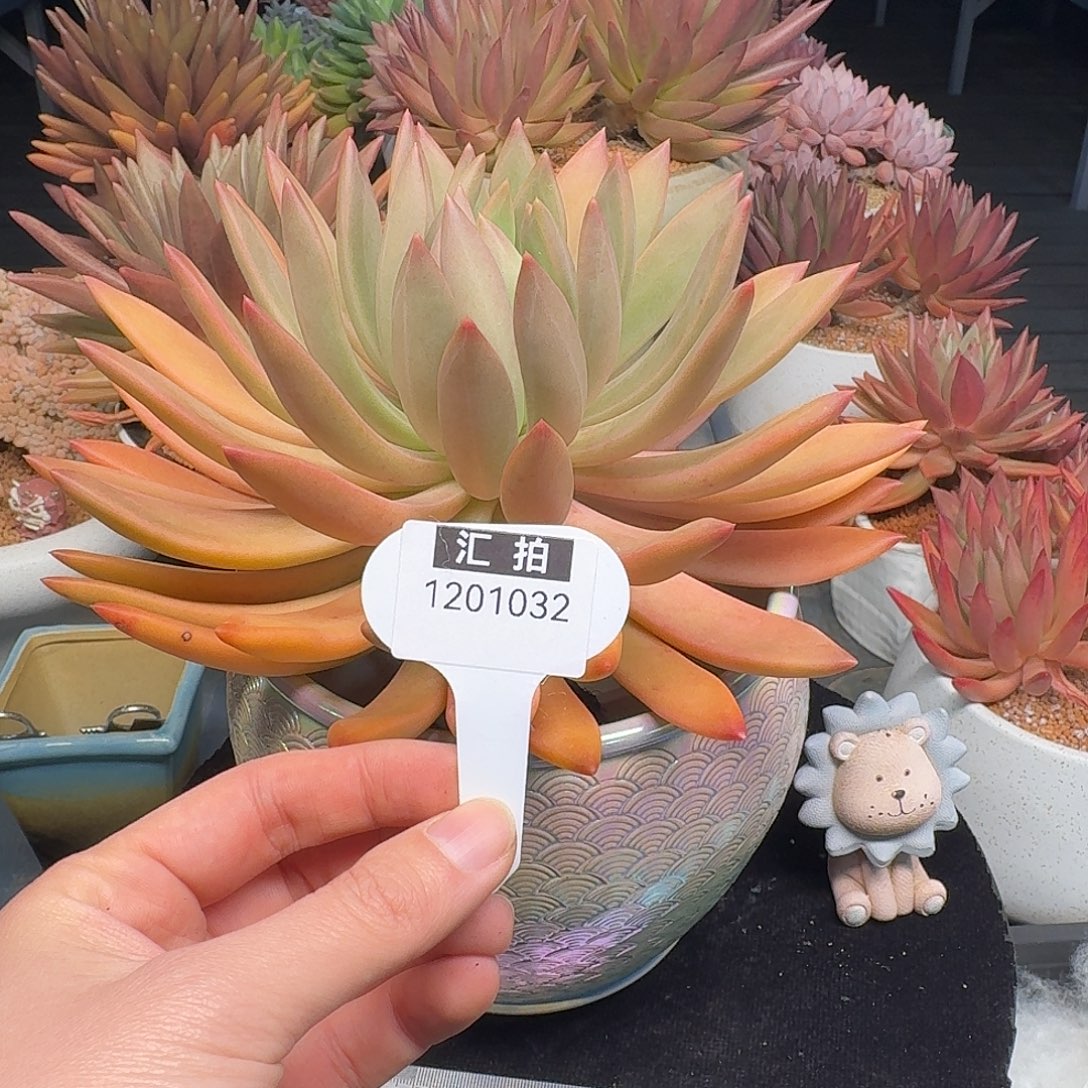 精品多肉植物1201032