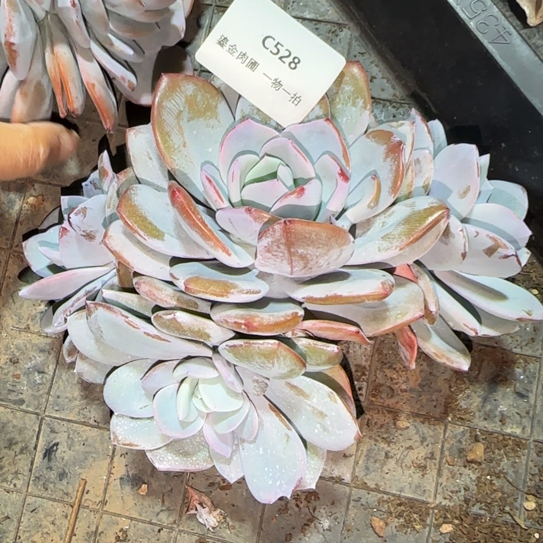 C528老桩奶茶4头     