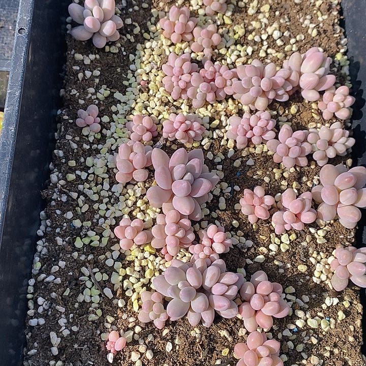 277 多肉植物盆栽花卉植物