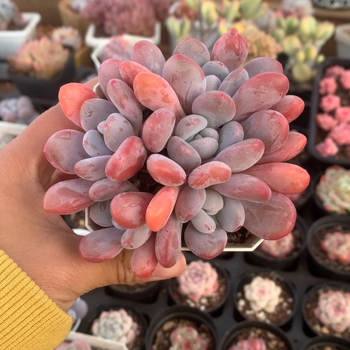 精控粉兔小群多肉