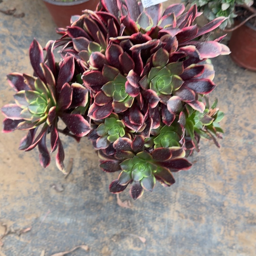 欧佳丽320满20包邮断枝不包