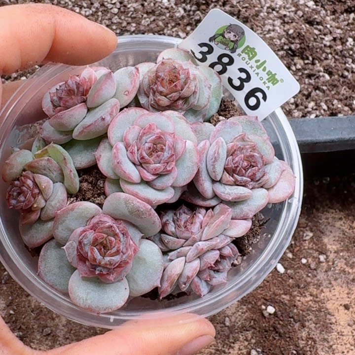 多肉植物多肉植物