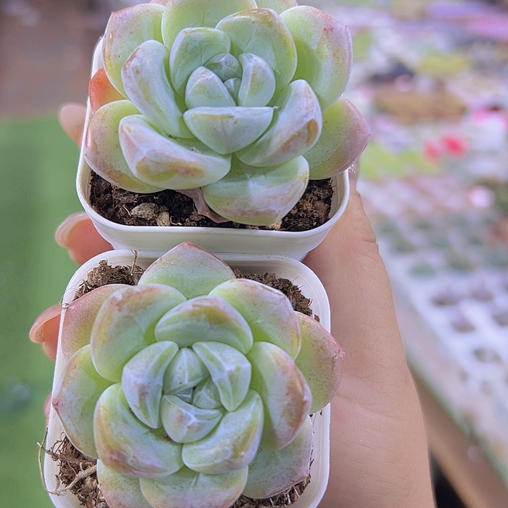 紫心冰玉2盆19包邮多肉