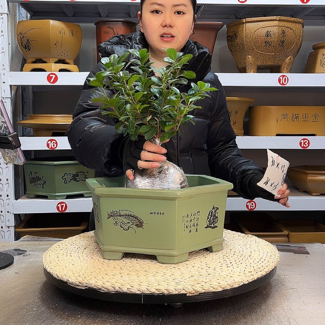 紫砂花盆紫砂花盆