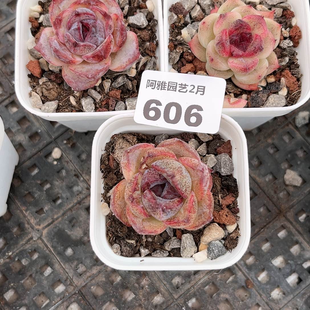 阿雅园艺。      606