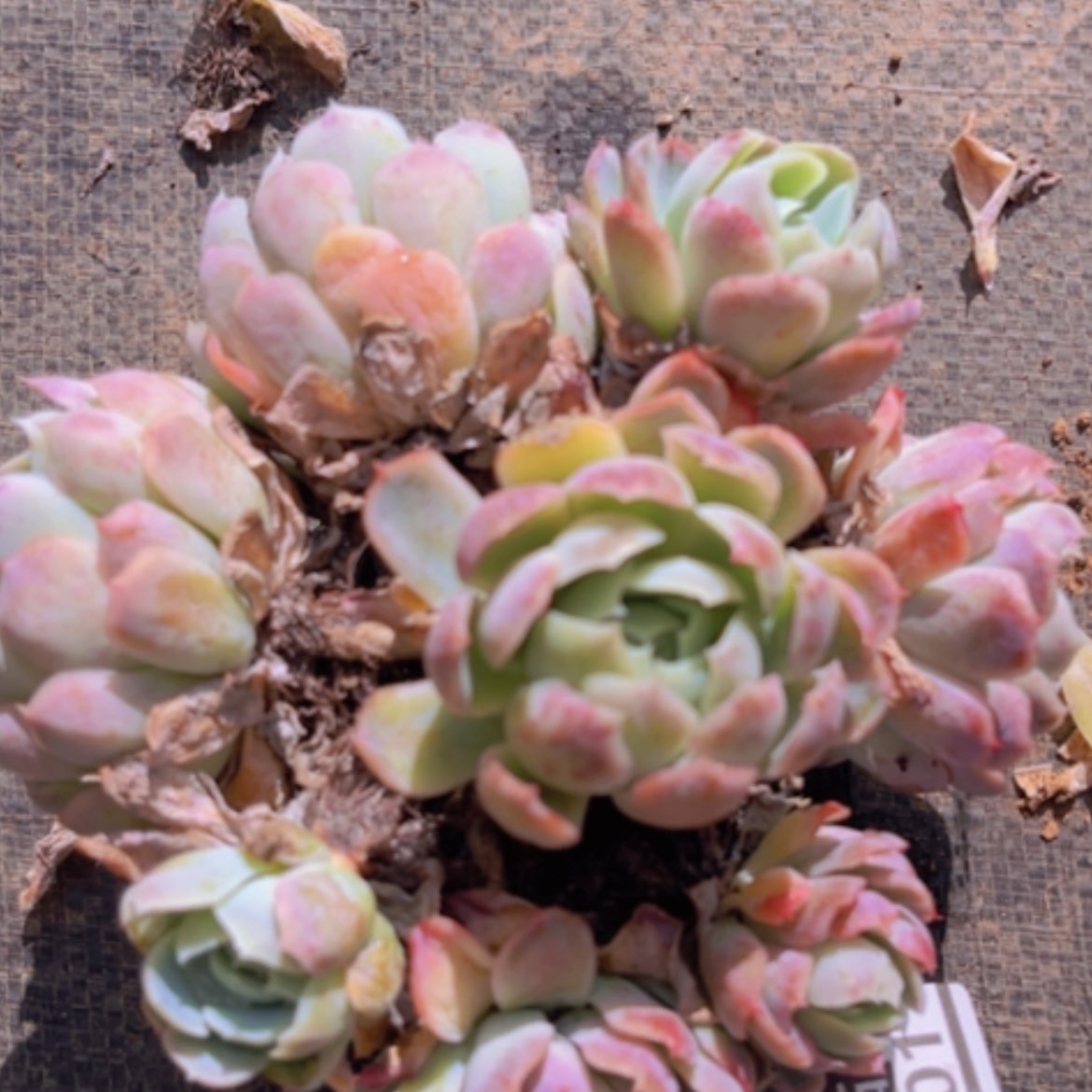 【闪购商品】贝瑞02201