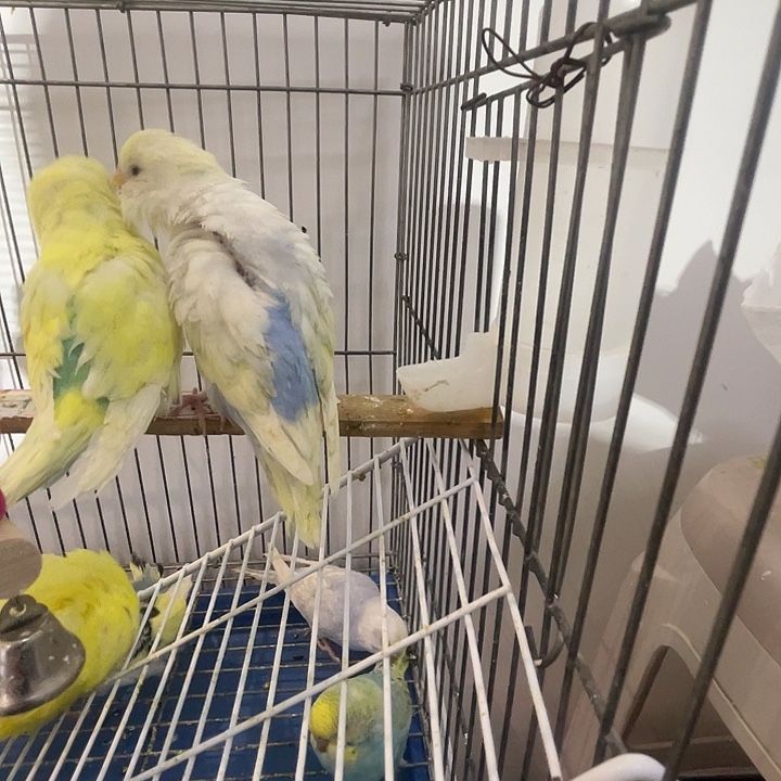 虎皮鹦鹉金彩手养虎皮鹦鹉