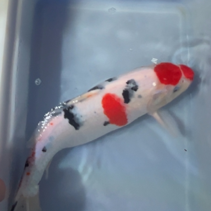 锦鲤锦鲤红白三色