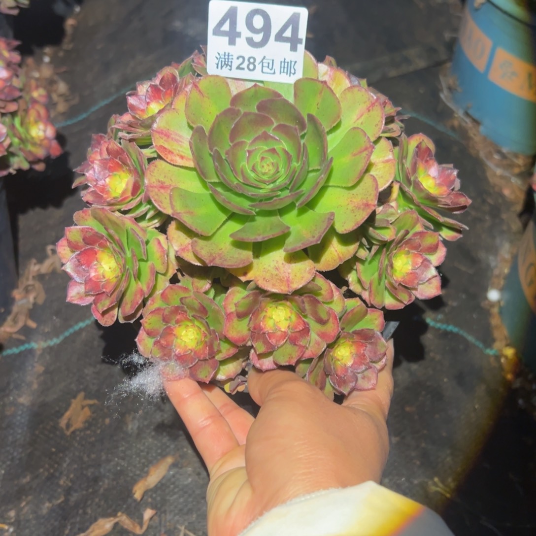 多肉植物494脱土的