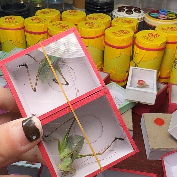 过***客蟋蟀2条扎嘴。       