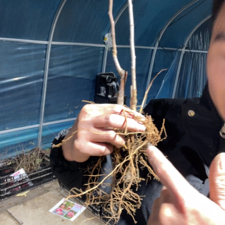 东洋锦海棠花一颗苗