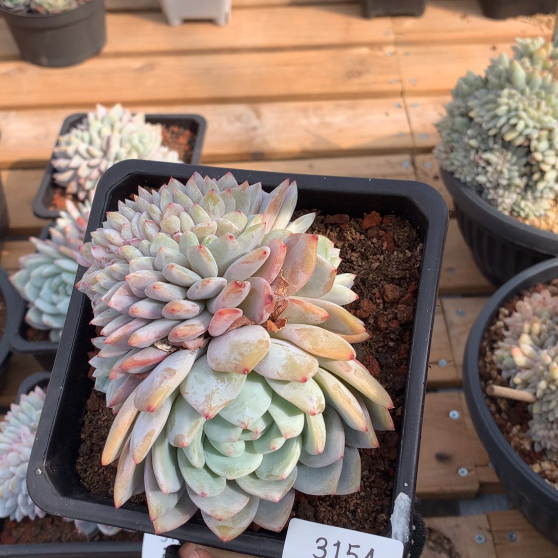 13.5胸花星影缀3154