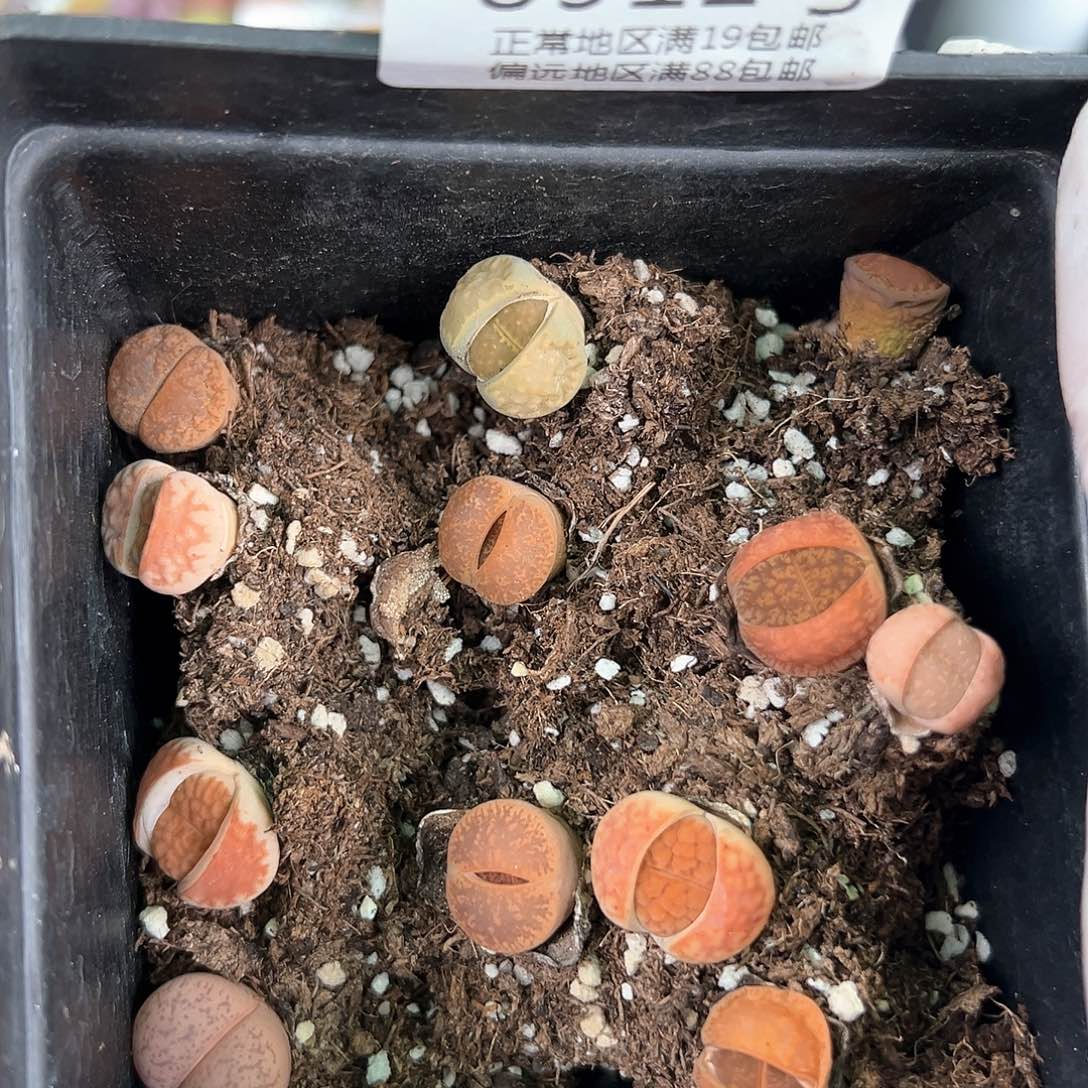 好养易活生石花大母本8912共12颗脱土发