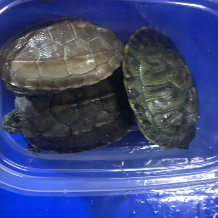 正宗纯种金钱龟花龟中华草龟活体招财观赏宠物龟适合家养