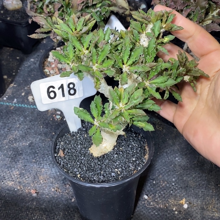 用****1福利邹叶麒麟一颗！！