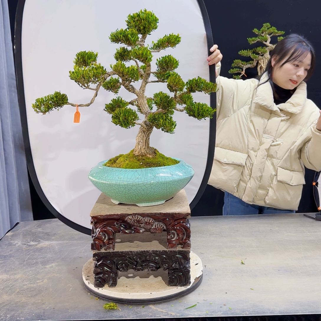 高端盆景艺术作品