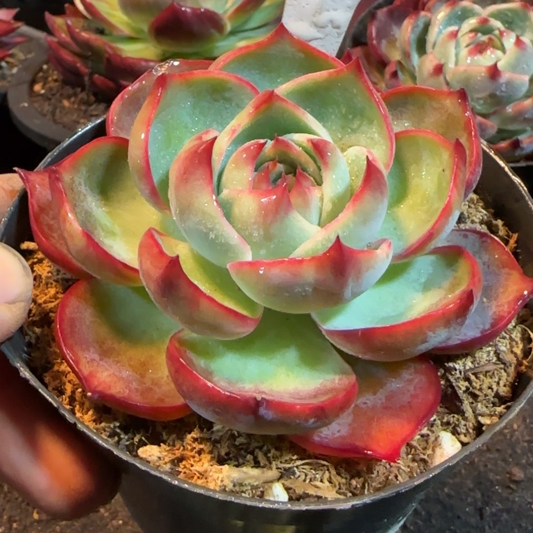 惊鸿一物一拍包装收缩花旱